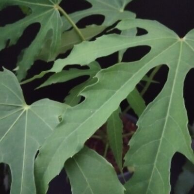 Fatsia polycarpa Green Finger