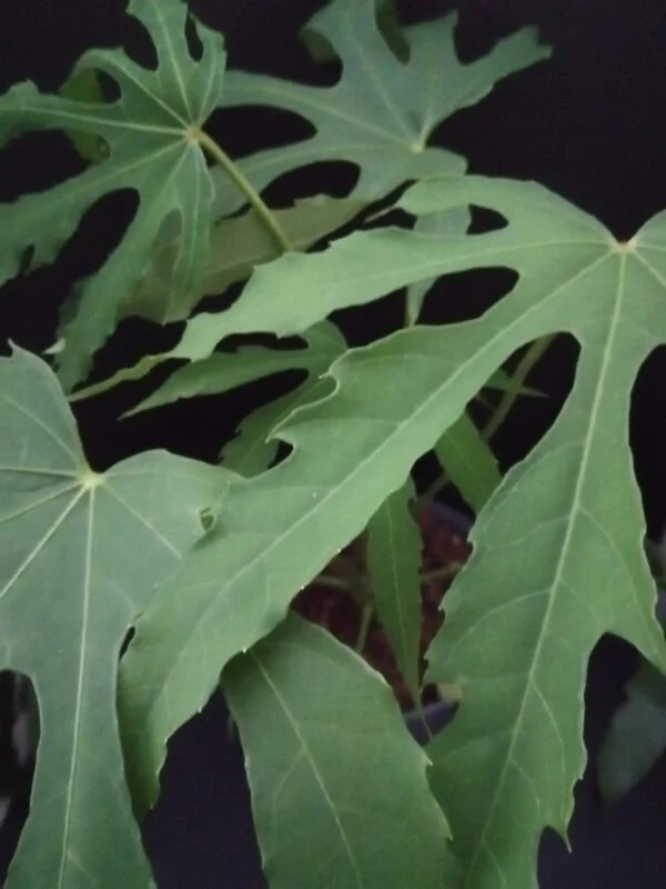 Fatsia polycarpa Green Finger, pianta da esterno