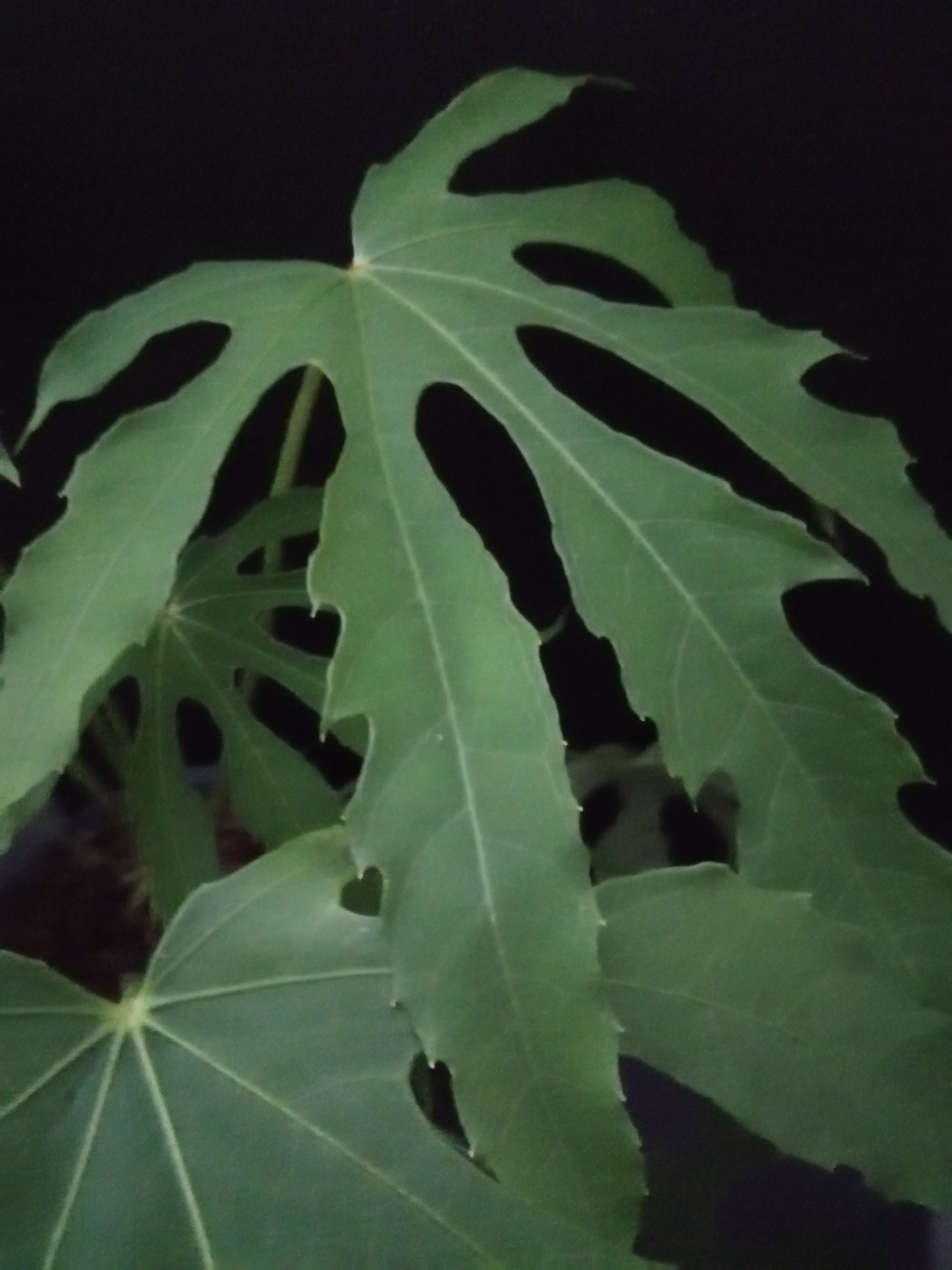 Fatsia polycarpa Green Finger - immagine 2