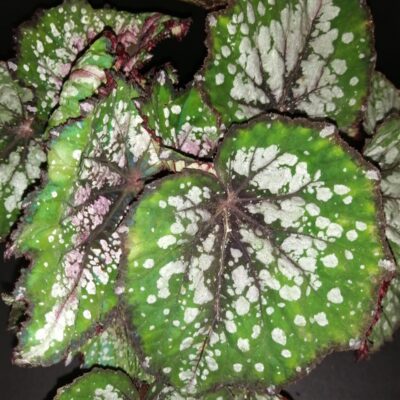 Begonia Bostella