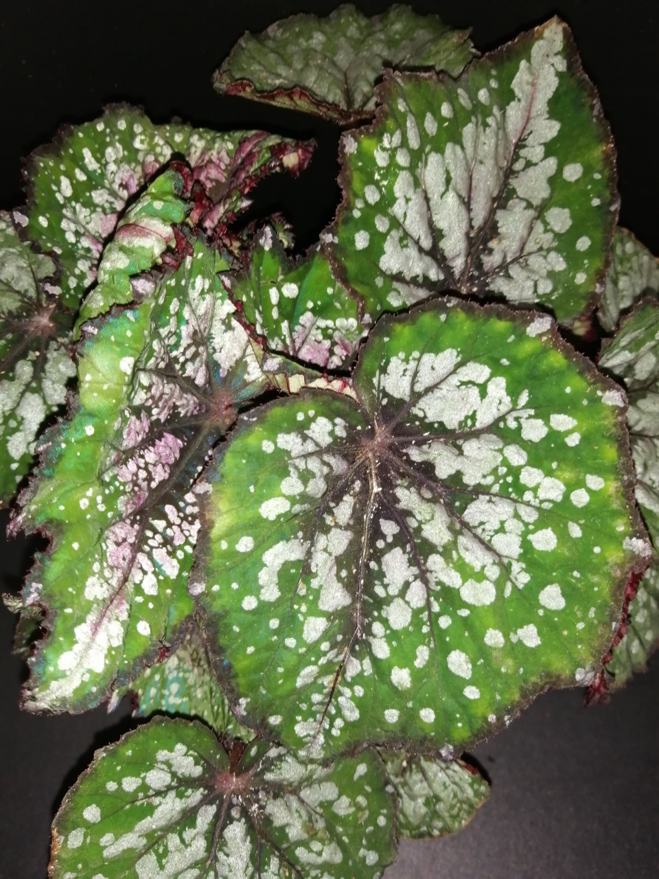 Begonia Bostella