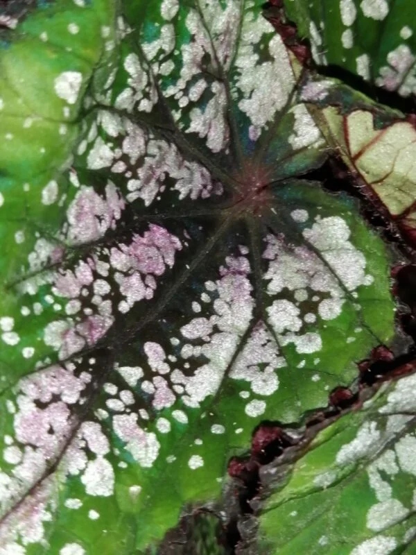 Begonia Bostella, foto 2