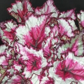 Begonia Caribbean Night
