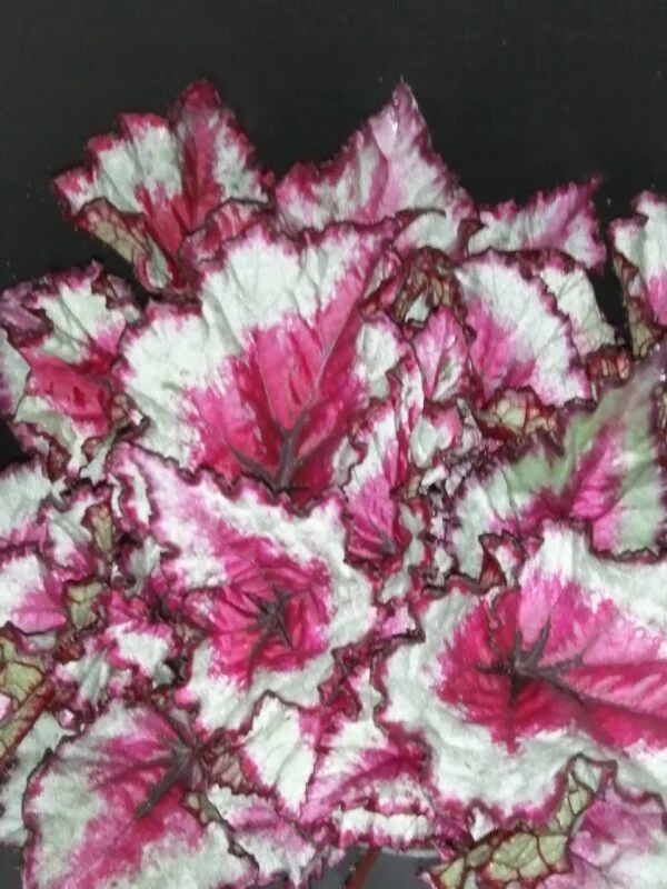 Begonia Caribbean Night, pianta da interno