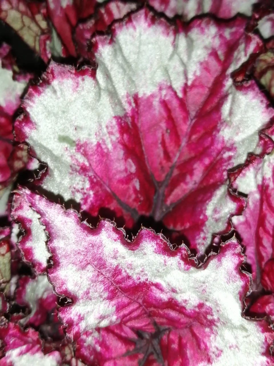 Begonia Caribbean Night - immagine 2