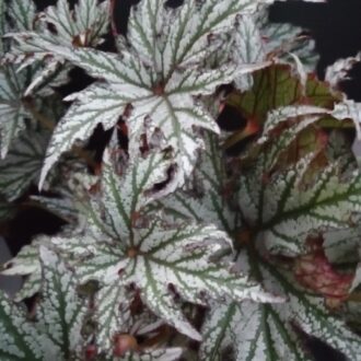 Begonia Spacestars Maia