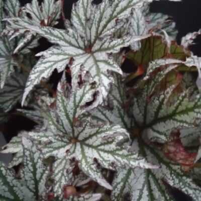 Begonia Spacestars Maia