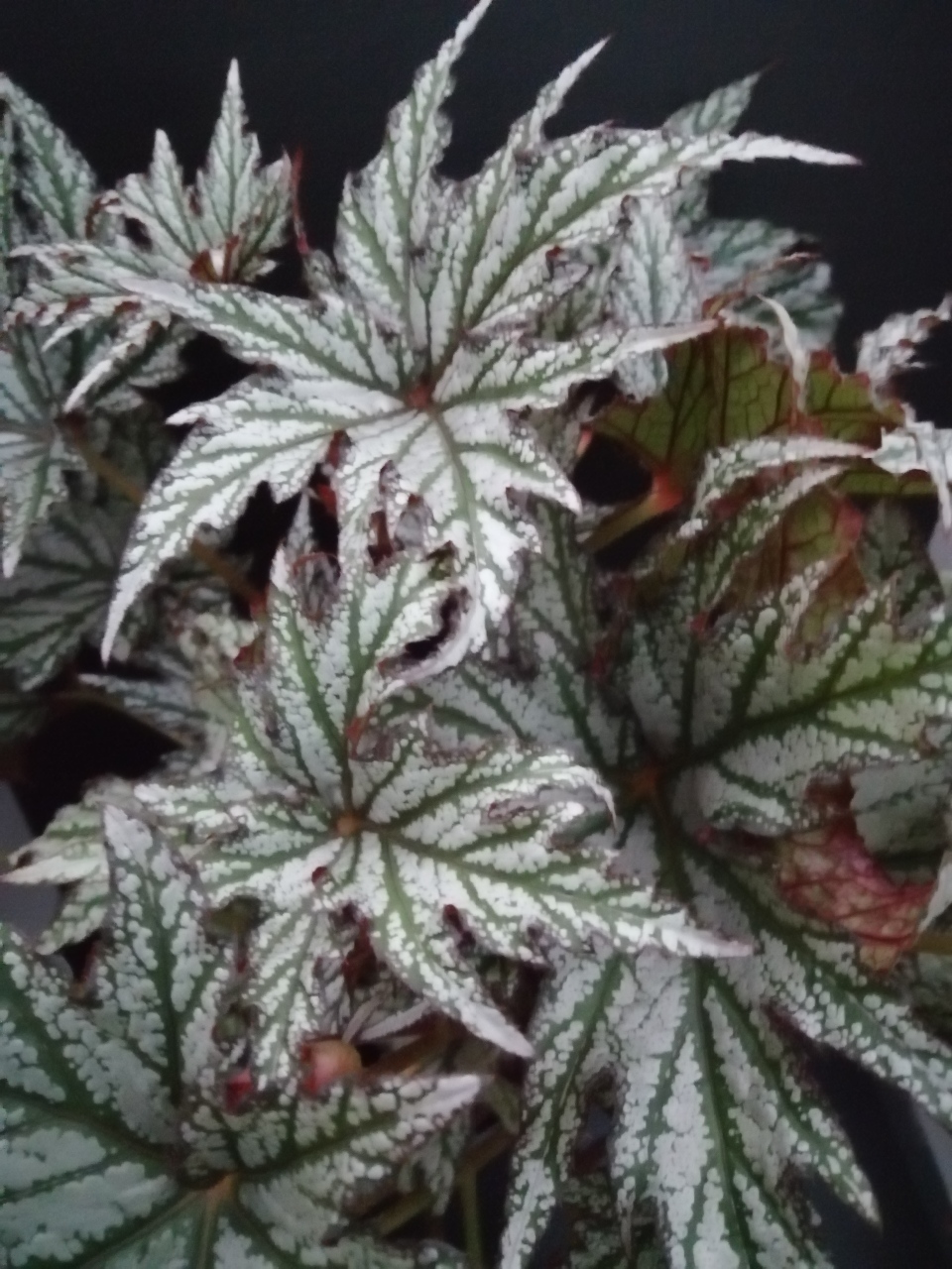 Begonia Spacestars Maia