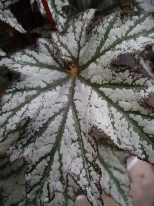 Begonia Spacestars Maia, foto 2