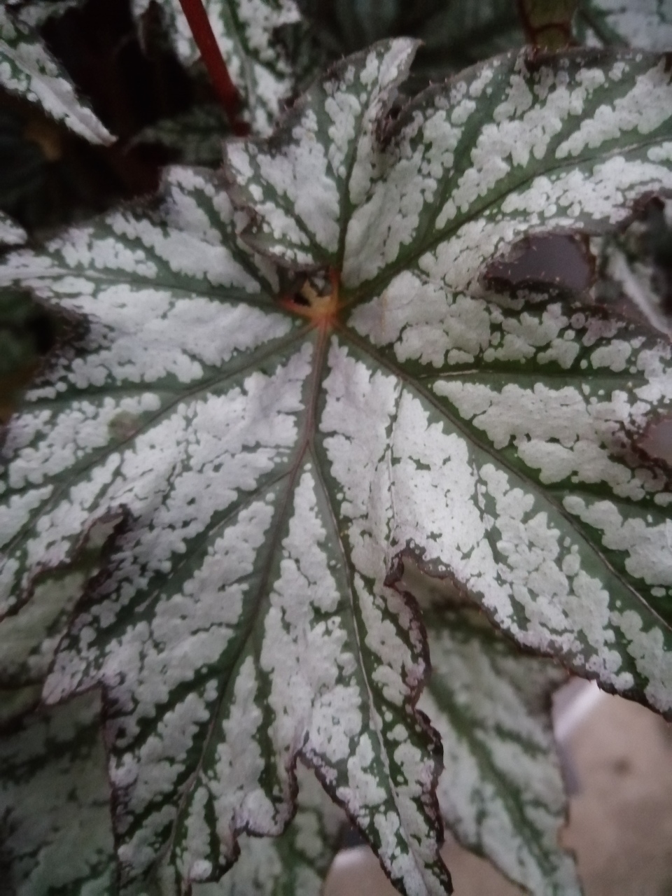 Begonia Spacestars Maia - immagine 2