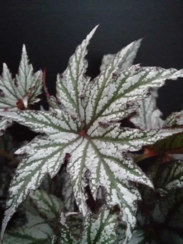 Begonia Spacestars Maia, foto 3