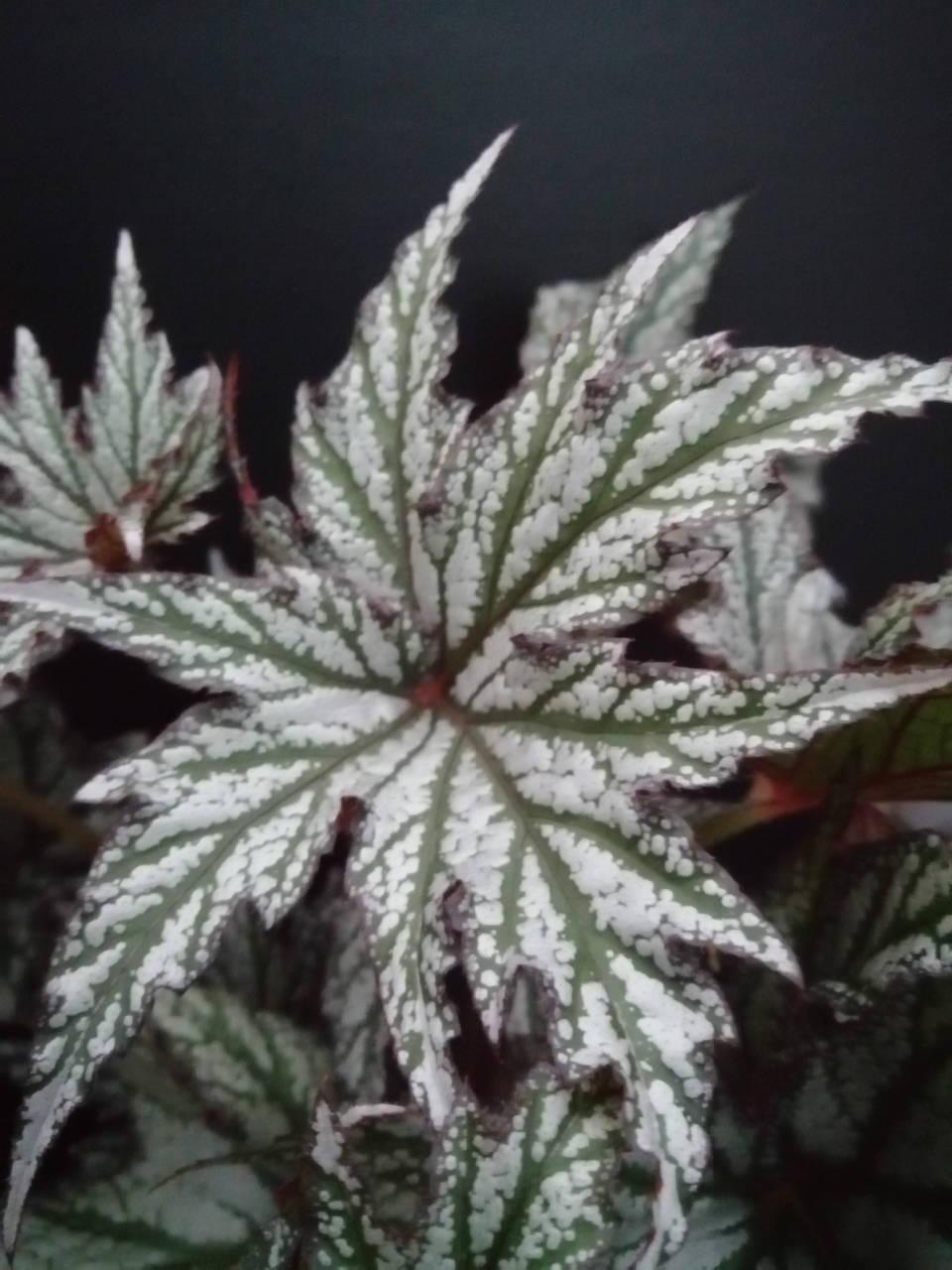 Begonia Spacestars Maia - immagine 3