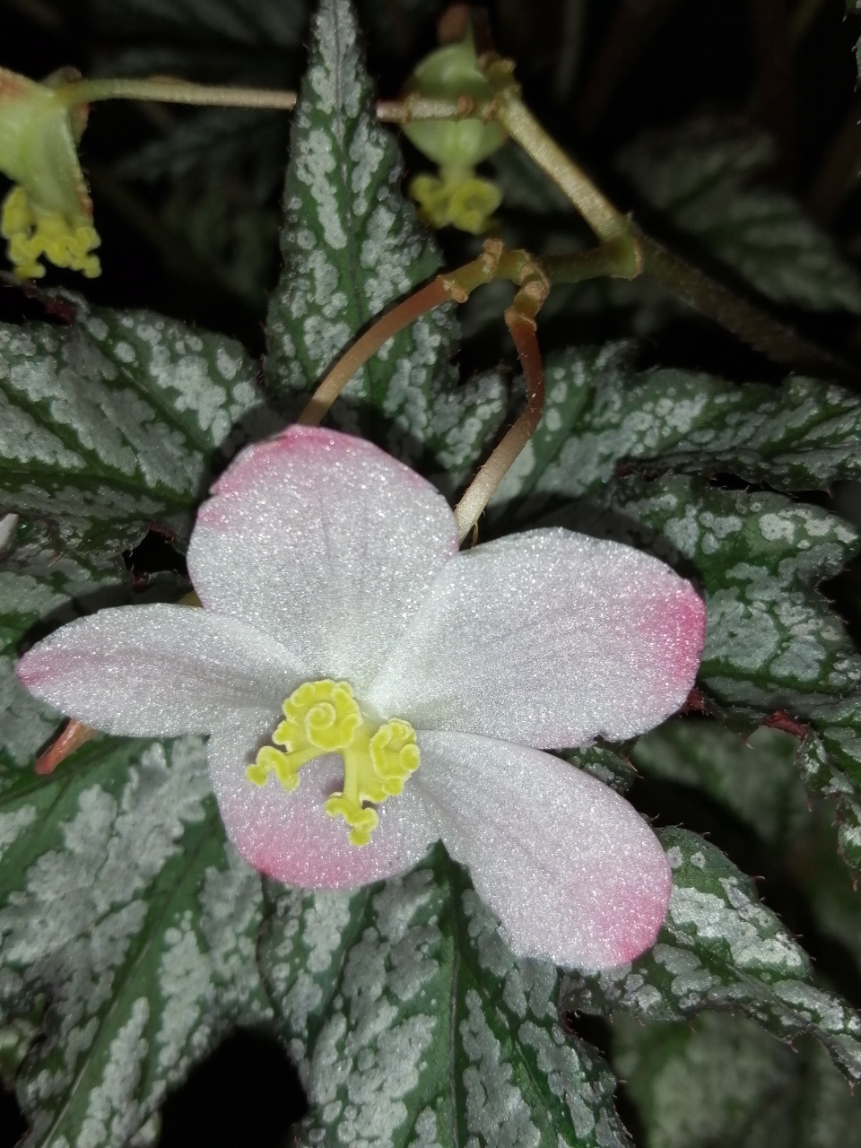 Begonia Spacestars Maia - immagine 4