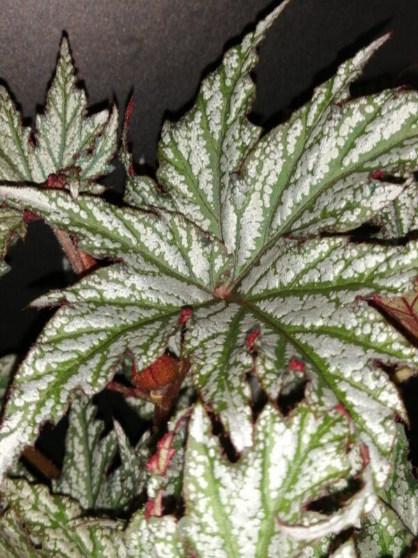 Begonia Spacestars Maia, foto 5