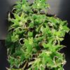 Begonia 'Sea Urchin'