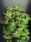 Begonia 'Sea Urchin'