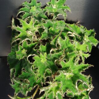 Begonia 'Sea Urchin'