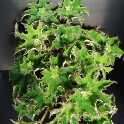 Begonia 'Sea Urchin'