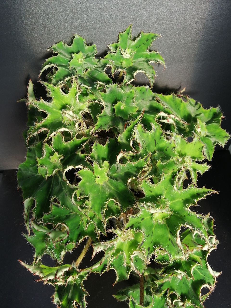 Begonia 'Sea Urchin'