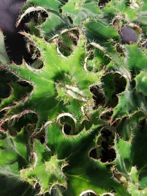 Begonia 'Sea Urchin', foto 3