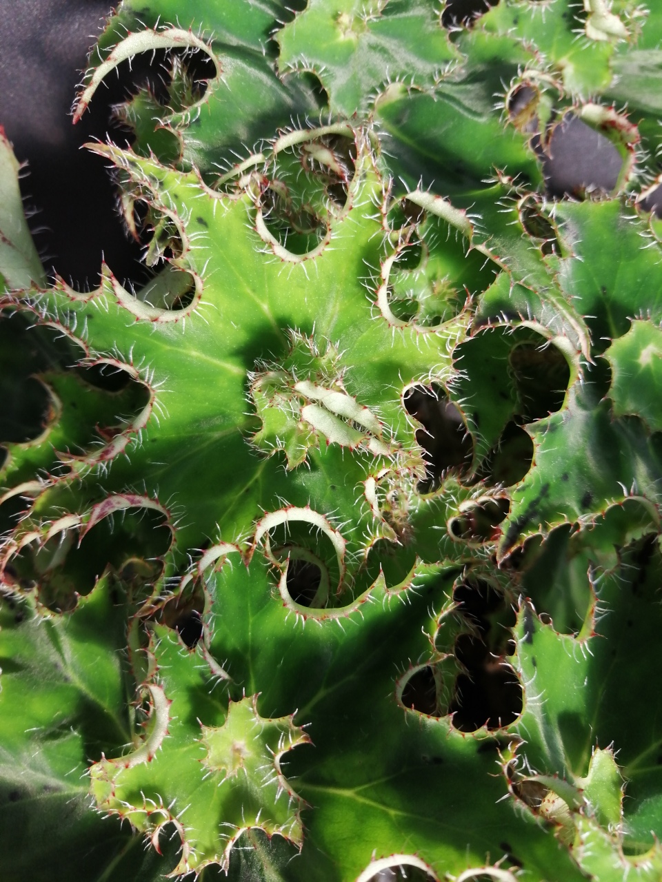 Begonia 'Sea Urchin' - immagine 3