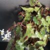 Begonia Richmondensis var. purpurea, pianta da interno e da esterno