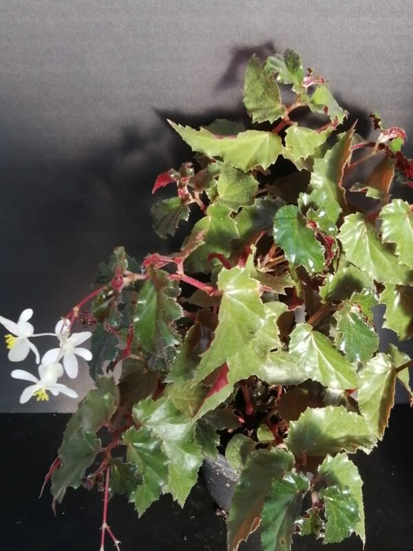 Begonia Richmondensis var. purpurea, pianta da interno e da esterno