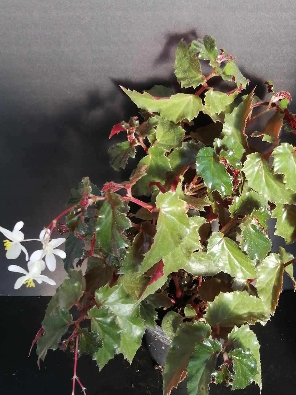 Begonia Richmondensis var. purpurea