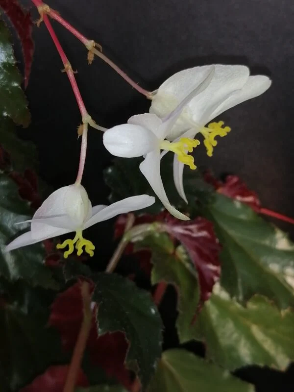Begonia Richmondensis var. purpurea, foto 2