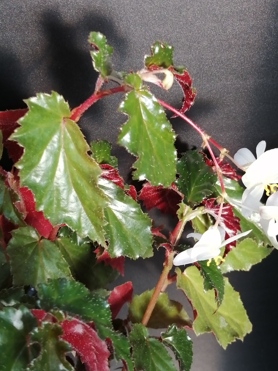 Begonia Richmondensis var. purpurea - immagine 3