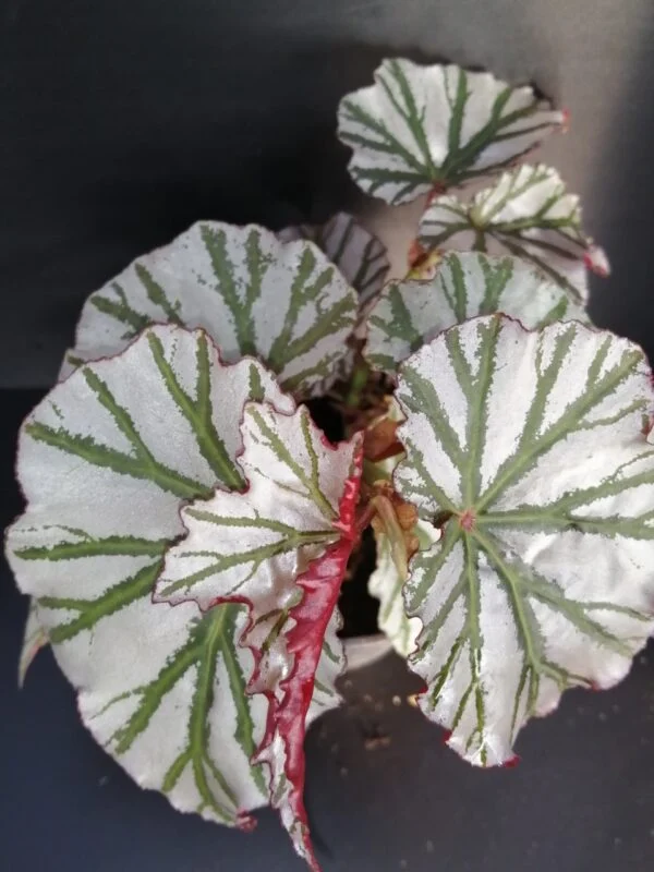 Begonia Highway, foto 2