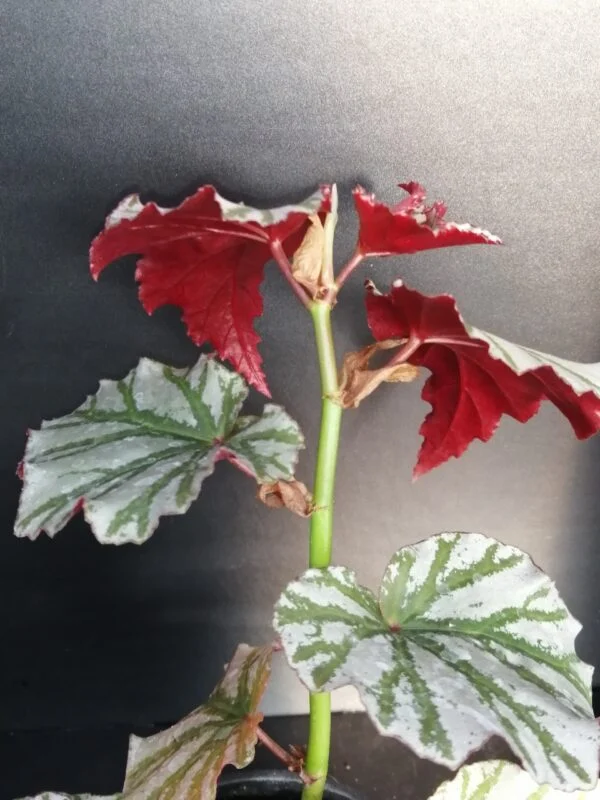 Begonia Highway, foto 3
