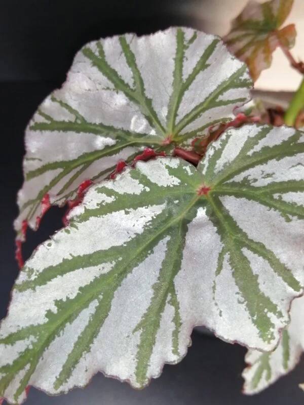 Begonia Highway, foto 4