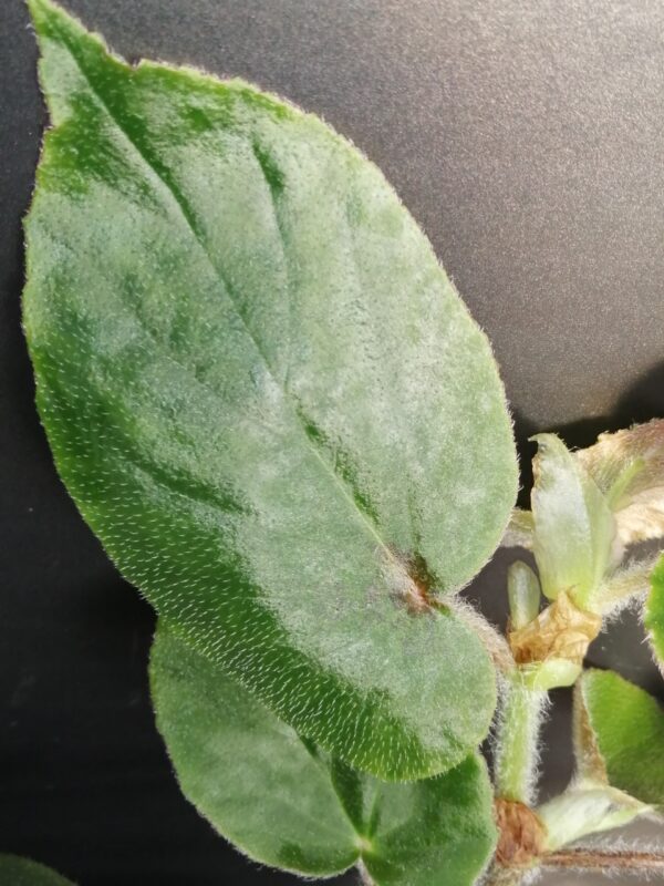 Begonia Druyri, foto 2