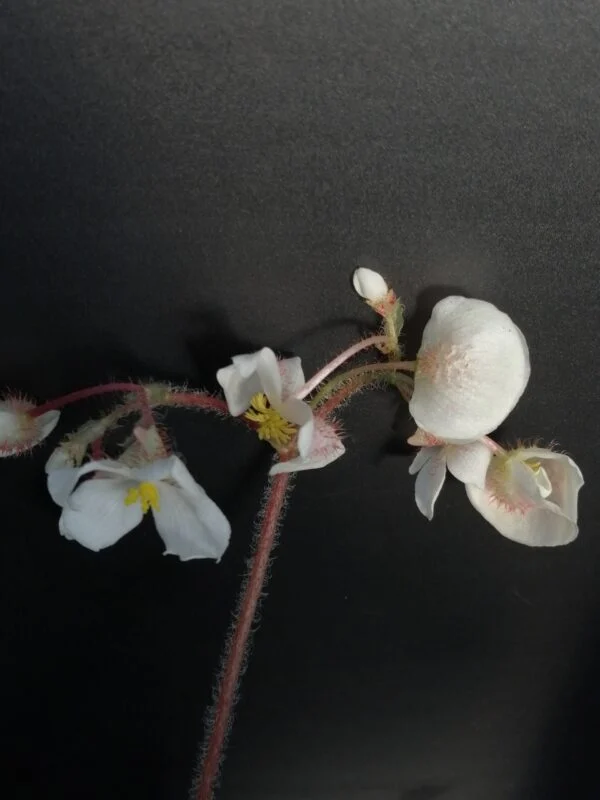Begonia Druyri, foto 4