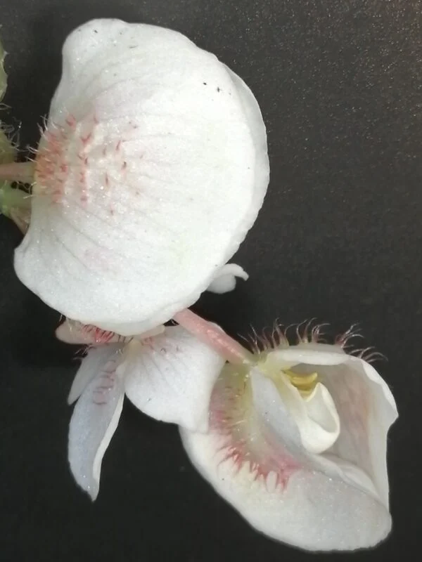 Begonia Druyri, foto 3