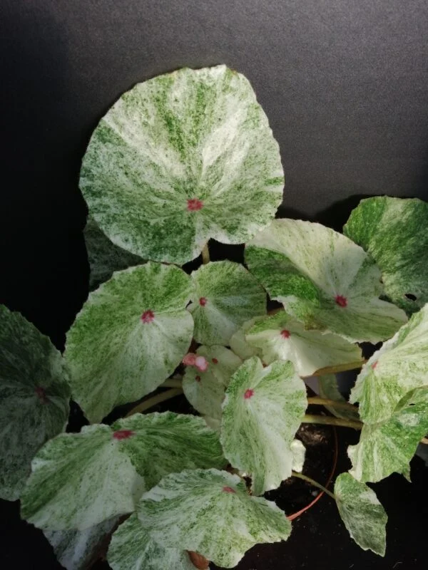 Begonia conchifolia var. rubrimacula Variegata, foto 4