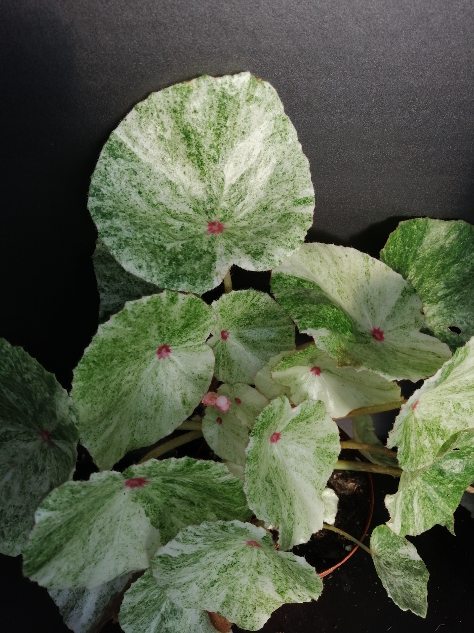 Begonia conchifolia var. rubrimacula Variegata - immagine 4
