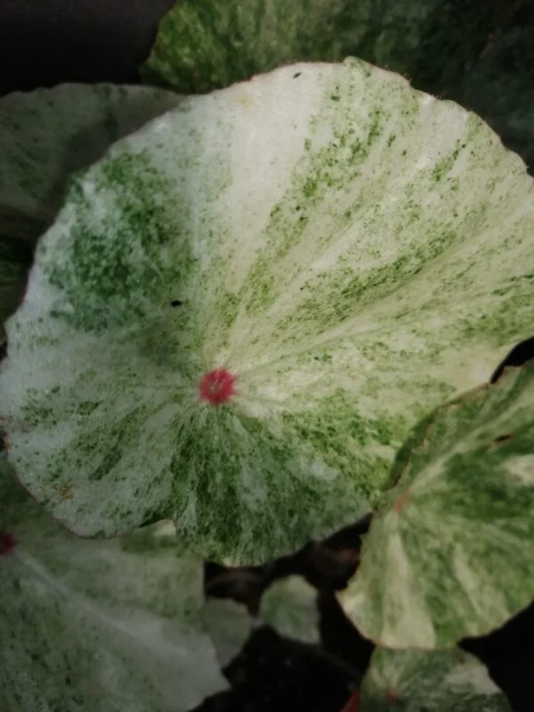 Begonia conchifolia var. rubrimacula Variegata, foto 5
