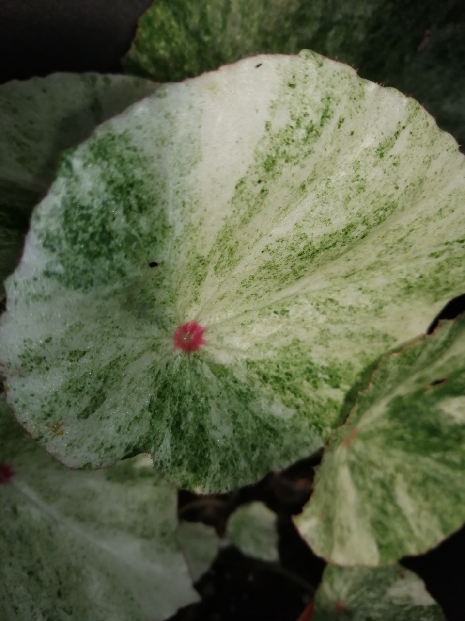 Begonia conchifolia var. rubrimacula Variegata - immagine 5