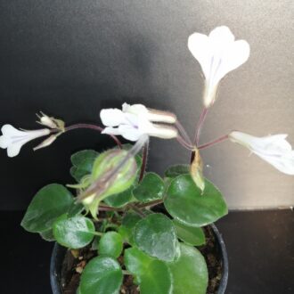 Primulina [Chirita] tamiana