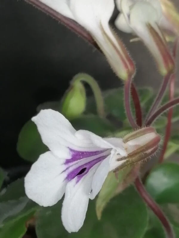 Primulina [Chirita] tamiana, foto 2