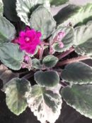 Saintpaulia ionantha hyb