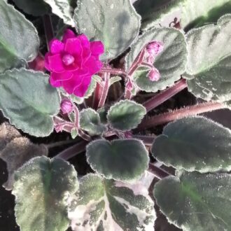 Saintpaulia ionantha hyb