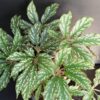 Begonia hemsleyana, pianta da interno