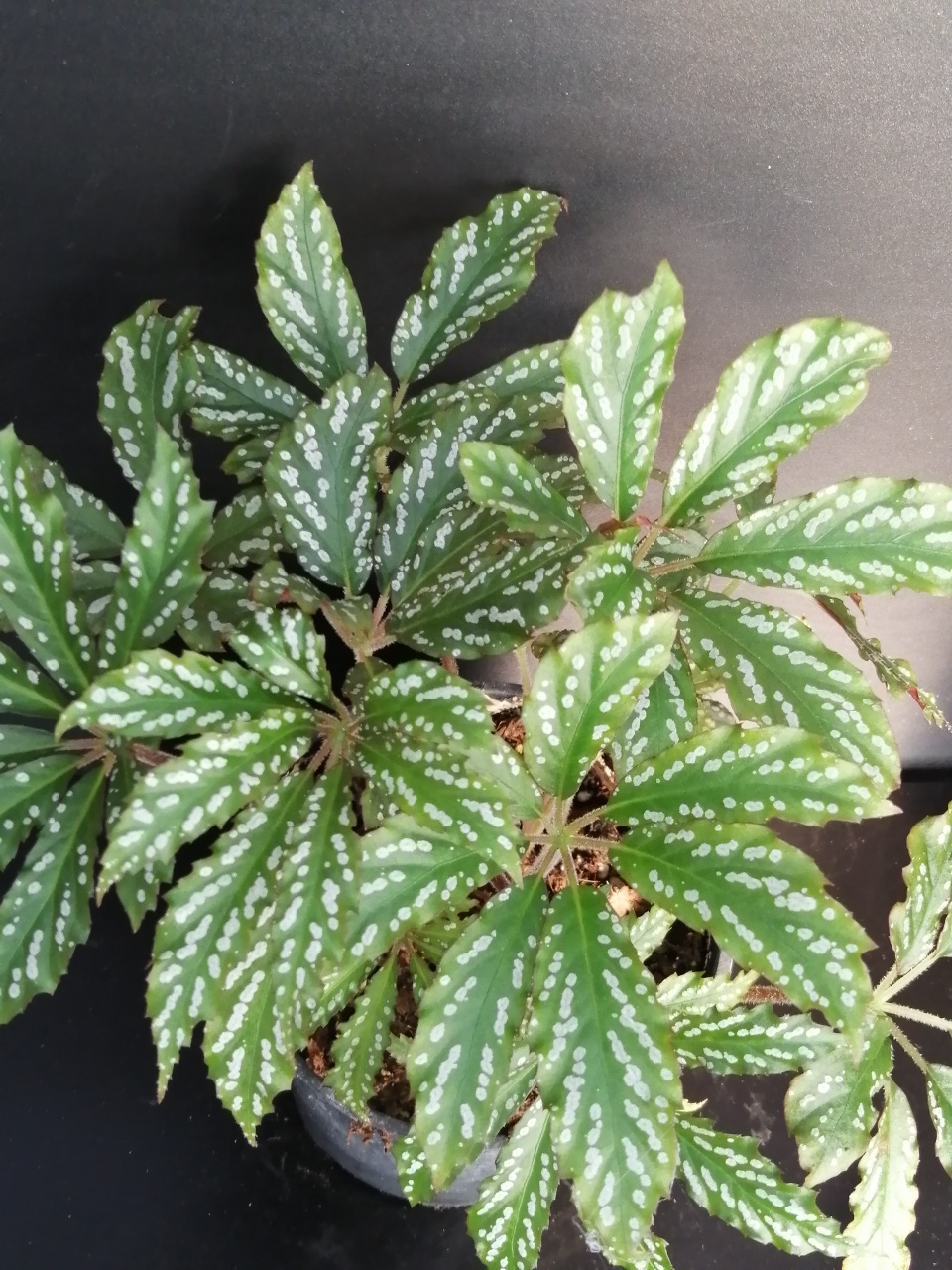 Begonia hemsleyana