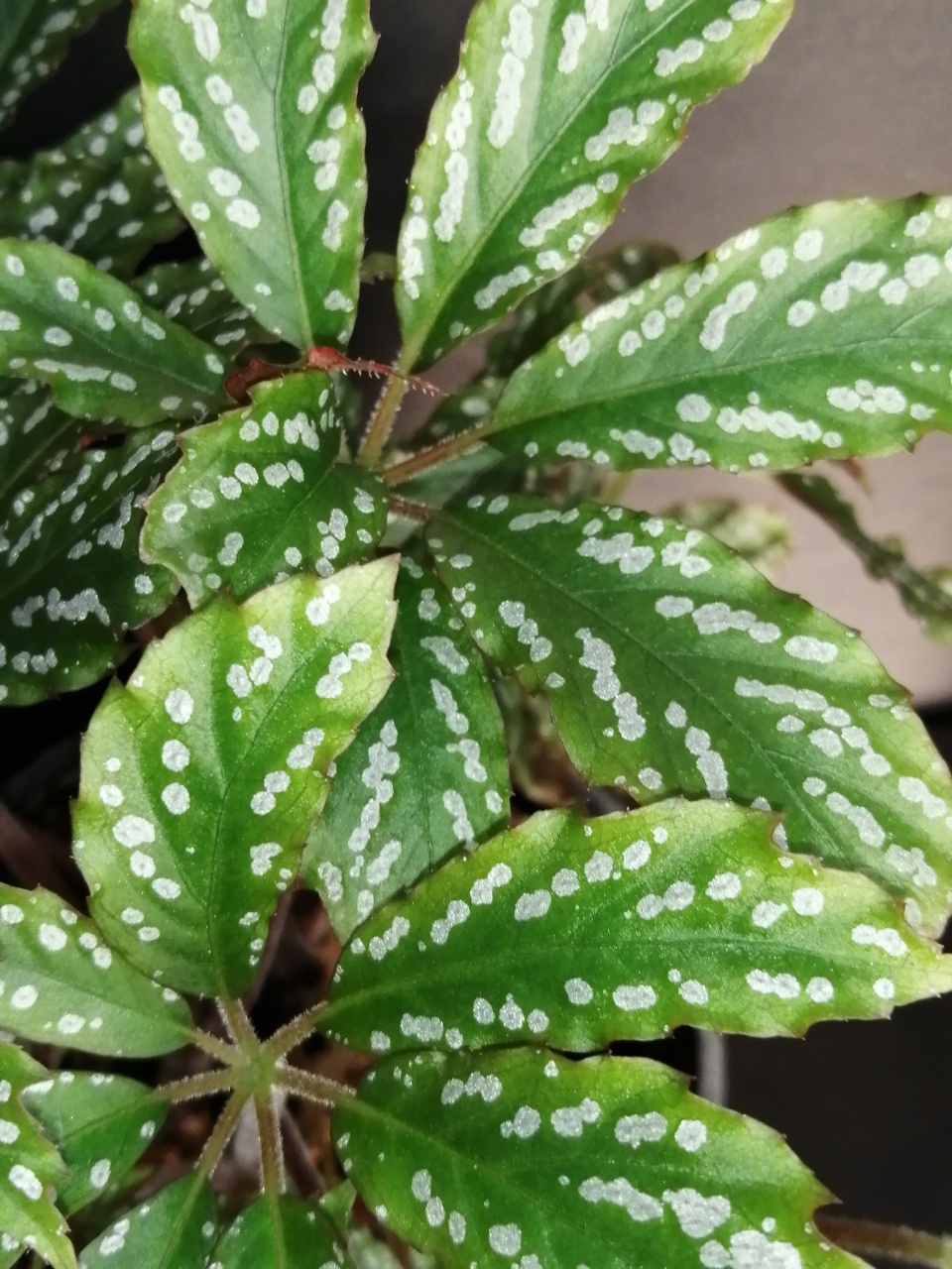 Begonia hemsleyana - immagine 2