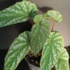 Begonia lukuana, pianta da interno