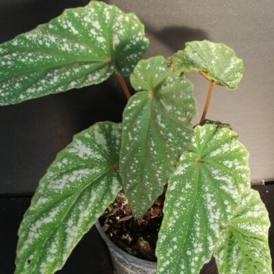 Begonia lukuana