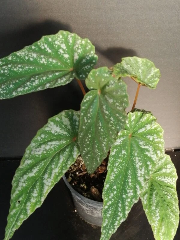 Begonia lukuana, pianta da interno